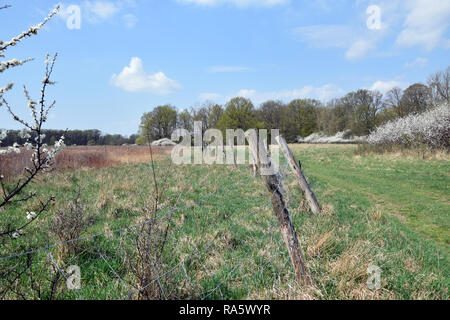 Der Zaun umschließt die Wiese. Grady odrzanskie' - odra River in der Nähe von Breslau. Natur Schutzgebiete "Natura 2000". Dolnoslaskie, Polen. Stockfoto