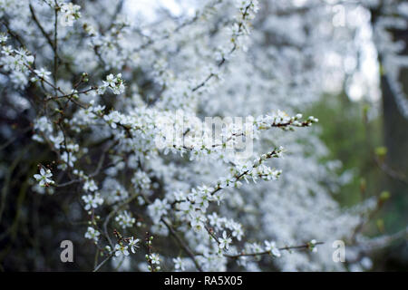 "Prunus Spinosa - schlehe. Schlehe weißen Blüten Nahaufnahme Fotografie. Stockfoto