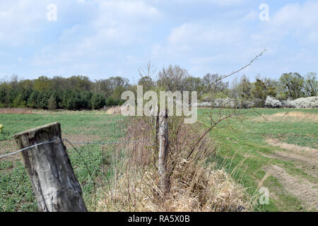Der Zaun umschließt die Wiese. Grady odrzanskie' - odra River in der Nähe von Breslau. Natur Schutzgebiete "Natura 2000". Dolnoslaskie, Polen. Stockfoto