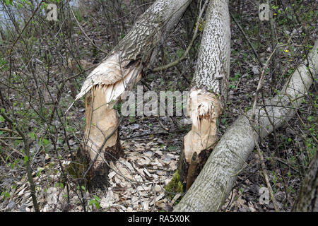 Bäume von Biber gefallen. Bäume trunk Zerbissen von Castor. Polen Stockfoto