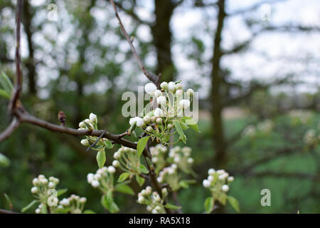 Kirschblüten knospen im Frühling. Wilde Kirsche (Prunus Avium). Feder. Stockfoto