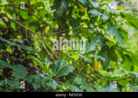 Eine große Spinne mit gelben Streifen auf einem Spinnennetz im Garten. Spider Garten-spider lat. Araneus Art araneomorph Spinnen der Familie von Orb-Web spider Araneidae im Internet sitzt. Makro Stockfoto