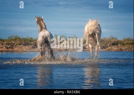 Camargue Pferde, Hengst treten im Wasser, Bouches du Rhône, Frankreich, Europa Stockfoto