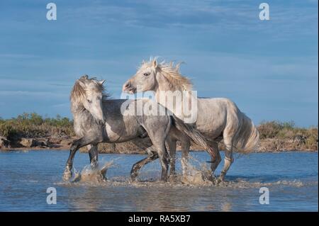 Camargue Pferde, Hengste, im Wasser kämpfen, Bouches du Rhône, Frankreich, Europa Stockfoto