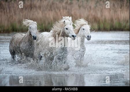 Camargue Pferde laufen in einem Sumpf, Bouches du Rhône, Frankreich, Europa Stockfoto