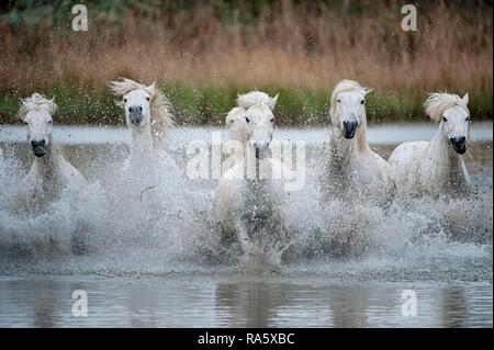 Camargue Pferde laufen in einem Sumpf, Bouches du Rhône, Frankreich, Europa Stockfoto