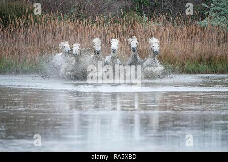 Camargue Pferde laufen in einem Sumpf, Bouches du Rhône, Frankreich, Europa Stockfoto