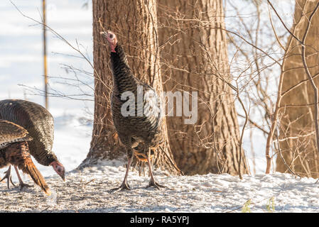 Östlichen wilder Truthahn (Meleagris gallopavo silvestris) Henne Krane ihren Hals herum in einem Winter woodland Hof zu suchen. Stockfoto