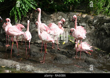 Flamingos Stockfoto