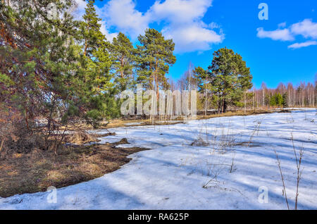 Frühjahr Tauwetter in den Wald. Winter Schnee schmilzt, aufgetaut Patches von trockenem Gras, Grüne Pinien unter weißen Stämme der Birken auf blauen Himmel Hintergrund Stockfoto