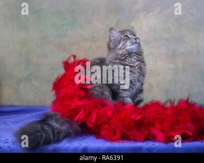 Portrait von Pretty kitty Modell Stockfoto