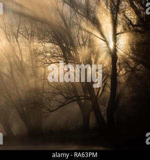 Zurück Licht in den nebligen Wald, Winter, Italien Stockfoto