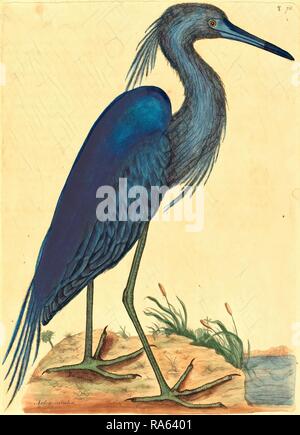 Mark Catesby, Englisch, (1679-1749), der Blue Heron (Ardea coerulea), erschienen 1731-1743, handkolorierte Radierung neuerfundene Stockfoto