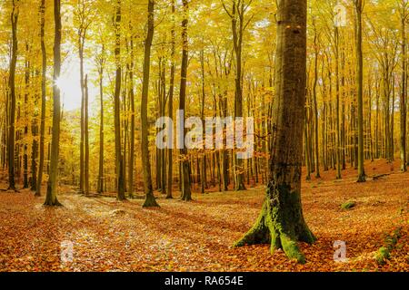 Herbstliche, voller Farben alten Buchenwald durch die Strahlen der aufgehenden Sonne beleuchtet. Polen, Buche finden, Ermland. Stockfoto