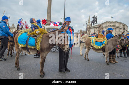 Westminster, London, Großbritannien. 1. Januar 2019. Die jährlichen London New Years Day Parade findet auf einer Strecke von Piccadilly zum Parliament Square, von Tausenden beobachtet. Diese Jahre Thema ist London begrüßt der Welt. Bild: Donkey Breed Society UK. Credit: Malcolm Park/Alamy Leben Nachrichten. Stockfoto