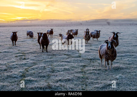 Jakob-Schafherde, das Nationaltier des jüdischen Volkes, harte und starke Tiere mit fügsamem Temperament. Sonnenaufgang über einem frostigen Feld an einem kalten Januarmorgen auf den Farmfeldern von Burscough, Großbritannien Stockfoto
