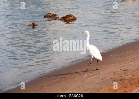 Lanzhou, Gansu Provinz Chinas. 2 Jan, 2019. Ein wasser Vogel liegt am Ufer des Gelben Flusses in Lanzhou, der Hauptstadt der Provinz Gansu im Nordwesten Chinas, Jan. 2, 2019. Mit der Verbesserung der Umwelt am Oberlauf des Gelben Flusses, mehr Wasser Vögel Winter hier in Lanzhou kommen. Credit: Ventilator Peishen/Xinhua/Alamy leben Nachrichten Stockfoto