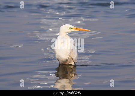 Lanzhou, Gansu Provinz Chinas. 2 Jan, 2019. Ein wasser Vogel ruht auf den Gelben Fluss in Lanzhou, der Hauptstadt der Provinz Gansu im Nordwesten Chinas, Jan. 2, 2019. Mit der Verbesserung der Umwelt am Oberlauf des Gelben Flusses, mehr Wasser Vögel Winter hier in Lanzhou kommen. Credit: Ventilator Peishen/Xinhua/Alamy leben Nachrichten Stockfoto