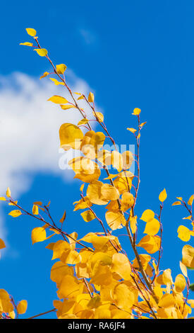 Aspen Bäume und Herbst Farbe zusammen US Highway 550, die Million Dollar Highway, zwischen Ouray und Silverton, Colorado. Stockfoto