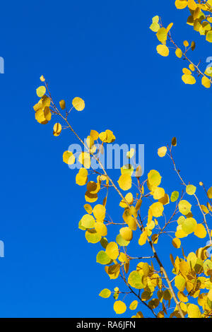 Herbst Farbe auf Kebler Pass Road in Colorado im späten September. Stockfoto