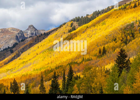 Aspen Bäume und Herbst Farbe zusammen US Highway 550, die Million Dollar Highway, zwischen Ouray und Silverton, Colorado. Stockfoto