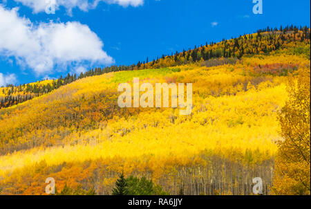 Aspen Bäume und Herbst Farbe zusammen US Highway 550, die Million Dollar Highway, zwischen Ouray und Silverton, Colorado. Stockfoto