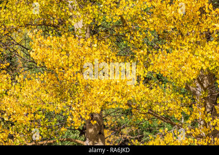 Aspen Bäume und Herbst Farbe zusammen US Highway 550, die Million Dollar Highway, zwischen Ouray und Silverton, Colorado. Stockfoto