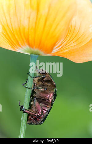 UK Berkshire Rose Chafer Käfer Stockfoto