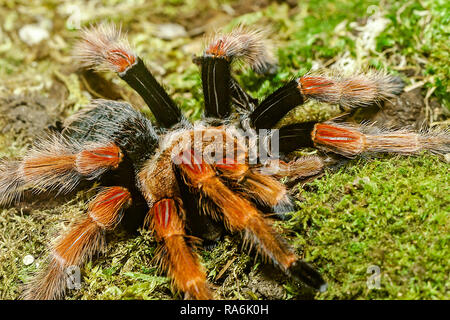 Bein-Vogelspinne (Brachypelma Bohemei) Mexiko Feuer Stockfoto