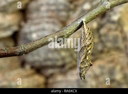 Cocoon, Schmetterling kleiner Fuchs (Nymphalis urticae), Schweiz Stockfoto