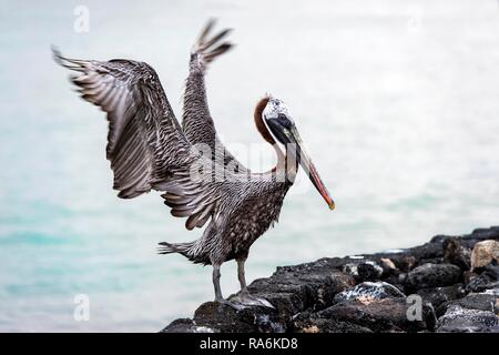 Brown pelican (Pelicanus Occidentalis urinator), die Insel Isabela, Galapagos, Ecuador Stockfoto