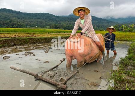 Junger Mann sitzt auf einem Wasserbüffel im Reisfeld, Wohn Land Bauernhof Projekt, Luang Prabang, Laos Stockfoto