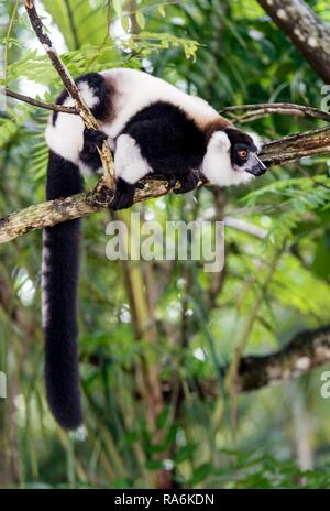 Schwarz-weiße Vari (Varecia variegata), Ankanin Ny Nofy, Madagaskar Stockfoto