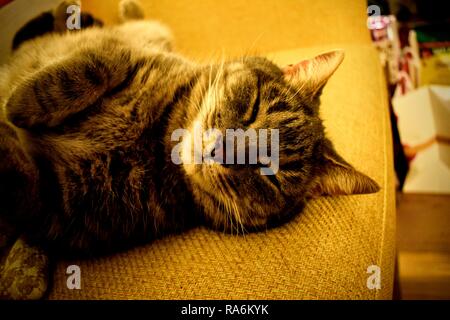 Tabea, die gestromte Katze. Stockfoto