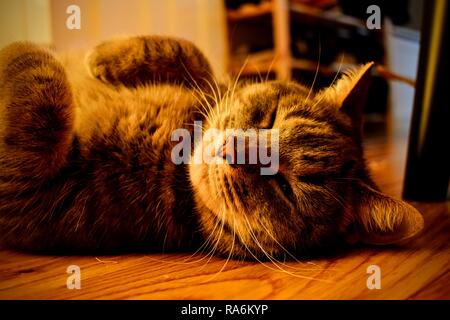 Tabea, die gestromte Katze. Stockfoto