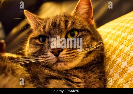 Tabea, die gestromte Katze. Stockfoto