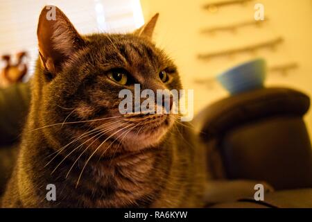 Tabea, die gestromte Katze. Stockfoto