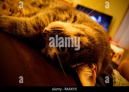 Tabea, die gestromte Katze. Stockfoto