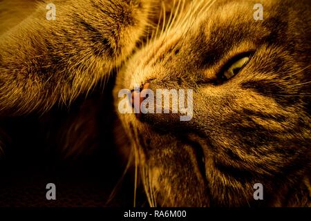 Tabea, die gestromte Katze. Stockfoto