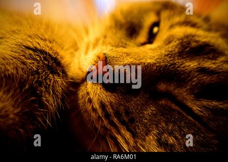 Tabea, die gestromte Katze. Stockfoto