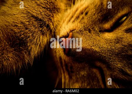 Tabea, die gestromte Katze. Stockfoto