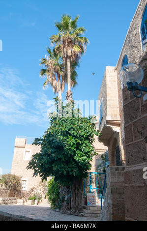 Israel, Jaffa, Palme wächst in einer schmalen Gasse in der Künstlerkolonie in der Altstadt renoviert Stockfoto