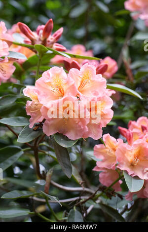 Rhododendron 'Olga' Blumen im Frühling. Stockfoto