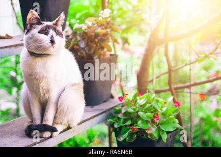 Blaue Augen Katze mit Weißen und Braunen Kaffee Cat Fell Farbe Stockfoto