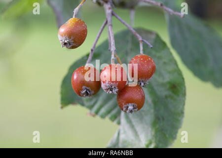 Sorbus thibetica' John Mitchell'. Tibetische Whitebeam Beeren im Herbst. Stockfoto