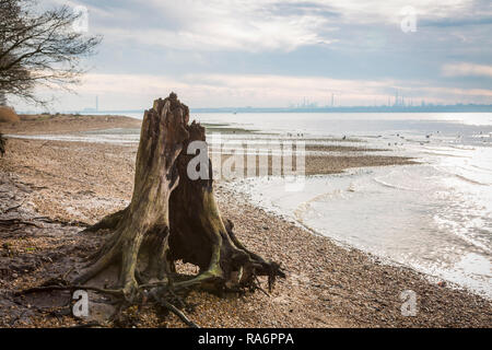 Hohlen Baumstumpf auf Weston Ufer Stockfoto