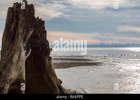 Hohlen Baumstumpf auf Weston Ufer Stockfoto