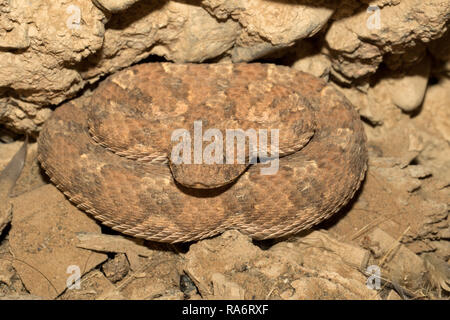 Gehörnte Addierer Stockfoto