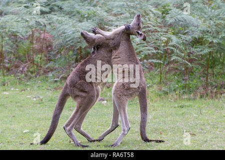 Männliche Eastern Grey's Känguru kämpfen Stockfoto