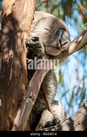 Koala im Baum schlafen Stockfoto